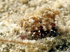 Phyllognathia
