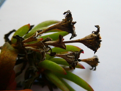 Ruschia diversifolia