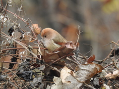 Sinosuthora webbiana