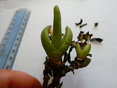 Ruschia diversifolia