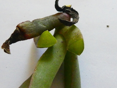 Ruschia diversifolia