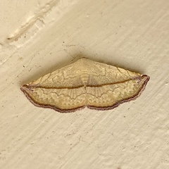 Eublemma perversicolor