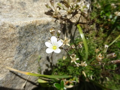 Saxifraga granulata