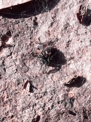 Titanoeca quadriguttata