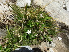 Saxifraga granulata