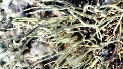 Ramalina cuspidata