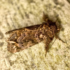 Callopistria rivularis