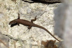 Algyroides nigropunctatus