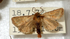 Eriopygodes imbecilla