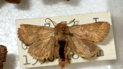 Eriopygodes imbecilla