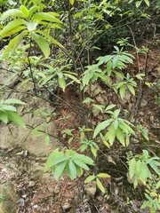 Litsea cubeba