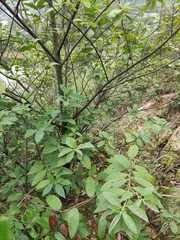 Litsea cubeba