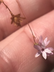 Lessingia micradenia