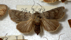 Agrotis simplonia