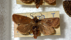 Eriopygodes imbecilla