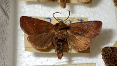 Eriopygodes imbecilla