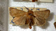 Eriopygodes imbecilla