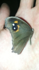Melanitis leda