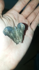 Melanitis leda