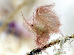Phycocaris simulans
