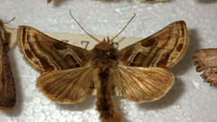 Euchalcia variabilis