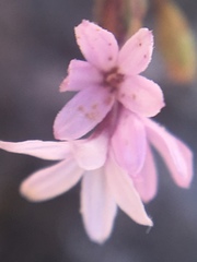 Lessingia micradenia
