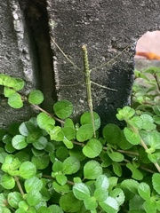 Ocnophiloidea regularis