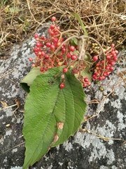 Viburnum mullaha