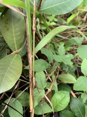 Amblytropidia trinitatis