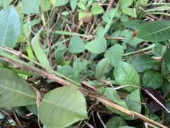 Amblytropidia trinitatis