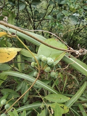 Smilax glabra