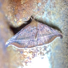 Corgatha ancistrodes