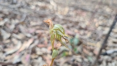 Pterostylis excelsa