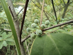 Smilax glabra