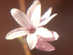 Lessingia micradenia