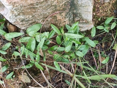 Smilax glabra