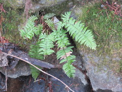 Polystichum tripteron
