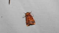 Papaipema leucostigma