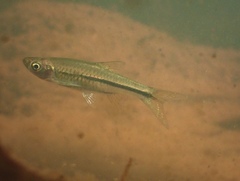 Rasbora steineri