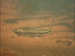 Rasbora steineri