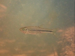 Rasbora steineri