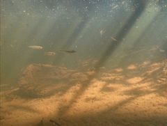 Rasbora steineri