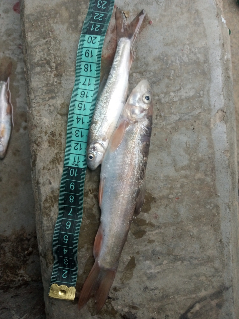Nepal snowtrout (Schizothorax nepalensis) — Cyprinidae