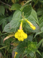 Lindenbergia grandiflora