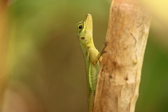 Anolis richardii