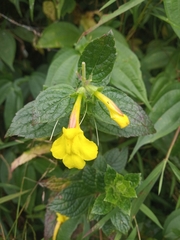 Lindenbergia grandiflora