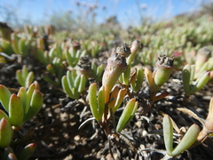 Lampranthus sociorum