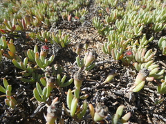 Lampranthus sociorum