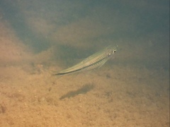 Rasbora steineri