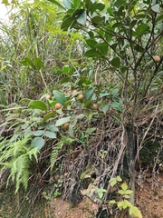 Camellia brevistyla